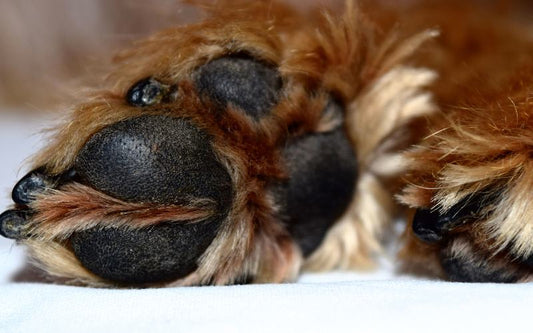 Humectante almohadillas perros: la solución para cuidar las patitas de tu mascota