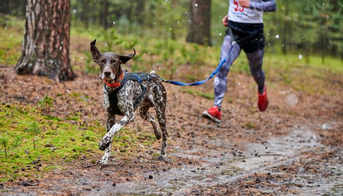 puede un perro de 6 años comenzar el entrenamiento de agilidad