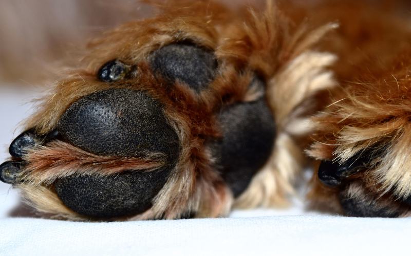 Humectante almohadillas perros: la solución para cuidar las patitas de tu mascota